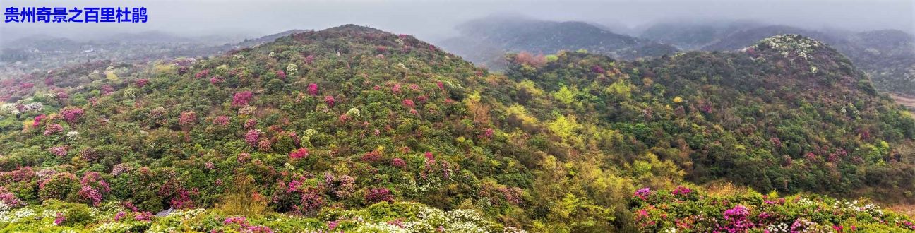 mountains-with-azalea