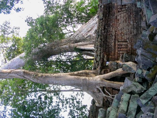 Ta Prohm
