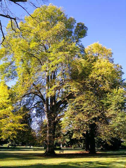 christchurch